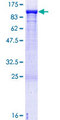 KIF3A Protein - 12.5% SDS-PAGE of human KIF3A stained with Coomassie Blue