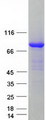KIF3A Protein - Purified recombinant protein KIF3A was analyzed by SDS-PAGE gel and Coomassie Blue Staining