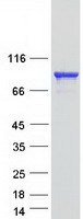 KIF3B Protein - Purified recombinant protein KIF3B was analyzed by SDS-PAGE gel and Coomassie Blue Staining