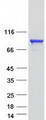 KIF3B Protein - Purified recombinant protein KIF3B was analyzed by SDS-PAGE gel and Coomassie Blue Staining