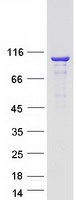 KIF3C Protein - Purified recombinant protein KIF3C was analyzed by SDS-PAGE gel and Coomassie Blue Staining