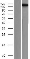 KIF4B Protein - Western validation with an anti-DDK antibody * L: Control HEK293 lysate R: Over-expression lysate