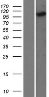 KIF5C Protein - Western validation with an anti-DDK antibody * L: Control HEK293 lysate R: Over-expression lysate