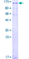 KIFAP3 / KAP3 Protein - 12.5% SDS-PAGE of human KIFAP3 stained with Coomassie Blue