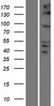 KIFC2 / Kinesin C2 Protein - Western validation with an anti-DDK antibody * L: Control HEK293 lysate R: Over-expression lysate