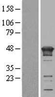 KIN17 / KIN Protein - Western validation with an anti-DDK antibody * L: Control HEK293 lysate R: Over-expression lysate