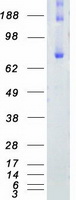 KIND2 / FERMT2 Protein - Purified recombinant protein FERMT2 was analyzed by SDS-PAGE gel and Coomassie Blue Staining