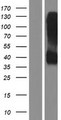 KIR2DL2 / CD158b Protein - Western validation with an anti-DDK antibody * L: Control HEK293 lysate R: Over-expression lysate