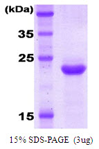 KIR2DL3 / CD152B2 Protein
