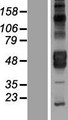 KIR2DL4 Protein - Western validation with an anti-DDK antibody * L: Control HEK293 lysate R: Over-expression lysate