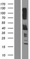 KIR2DL5B Protein - Western validation with an anti-DDK antibody * L: Control HEK293 lysate R: Over-expression lysate