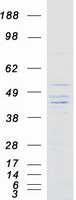 KIR2DS3 Protein - Purified recombinant protein KIR2DS3 was analyzed by SDS-PAGE gel and Coomassie Blue Staining