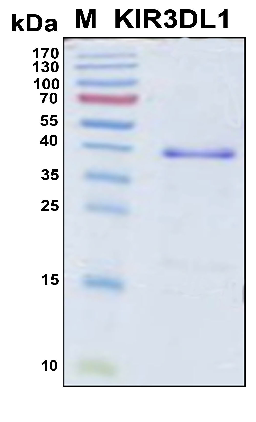 KIR3DL1 Protein - SDS-PAGE under reducing conditions and visualized by Coomassie blue staining