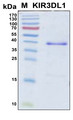 KIR3DL1 Protein - SDS-PAGE under reducing conditions and visualized by Coomassie blue staining