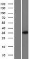 KIR3DL3 / CD158z Protein - Western validation with an anti-DDK antibody * L: Control HEK293 lysate R: Over-expression lysate