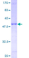 KIRREL2 / FILTRIN Protein - 12.5% SDS-PAGE of human KIRREL2 stained with Coomassie Blue