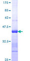KITLG / SCF Protein - 12.5% SDS-PAGE Stained with Coomassie Blue.