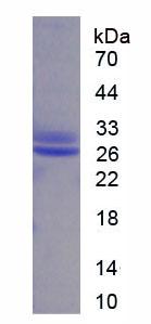 KITLG / SCF Protein - Recombinant Stem Cell Factor (SCF) by SDS-PAGE
