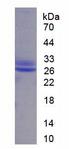 KITLG / SCF Protein - Recombinant Stem Cell Factor (SCF) by SDS-PAGE