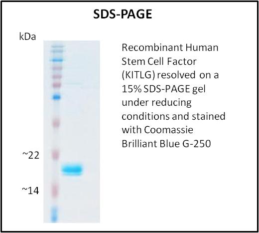 KITLG / SCF Protein