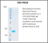 KITLG / SCF Protein