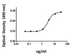 KITLG / SCF Protein - TF-1 cell proliferation induced by human SCF.