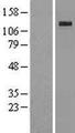 KL / Klotho Protein - Western validation with an anti-DDK antibody * L: Control HEK293 lysate R: Over-expression lysate