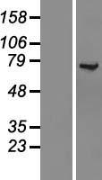 KLC1 / Kinesin Light Chain 1 Protein - Western validation with an anti-DDK antibody * L: Control HEK293 lysate R: Over-expression lysate