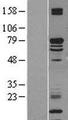 KLC2 Protein - Western validation with an anti-DDK antibody * L: Control HEK293 lysate R: Over-expression lysate