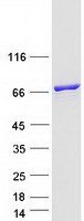 KLC2 Protein - Purified recombinant protein KLC2 was analyzed by SDS-PAGE gel and Coomassie Blue Staining
