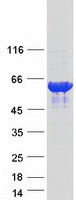 KLC3 Protein - Purified recombinant protein KLC3 was analyzed by SDS-PAGE gel and Coomassie Blue Staining
