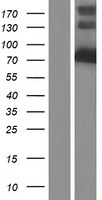 KLC4 Protein - Western validation with an anti-DDK antibody * L: Control HEK293 lysate R: Over-expression lysate