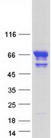 KLC4 Protein - Purified recombinant protein KLC4 was analyzed by SDS-PAGE gel and Coomassie Blue Staining