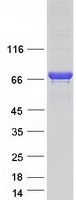 KLC4 Protein - Purified recombinant protein KLC4 was analyzed by SDS-PAGE gel and Coomassie Blue Staining