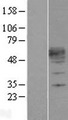 KLF12 Protein - Western validation with an anti-DDK antibody * L: Control HEK293 lysate R: Over-expression lysate