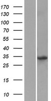 KLF14 / BTEB5 Protein - Western validation with an anti-DDK antibody * L: Control HEK293 lysate R: Over-expression lysate