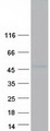 KLF14 / BTEB5 Protein - Purified recombinant protein KLF14 was analyzed by SDS-PAGE gel and Coomassie Blue Staining