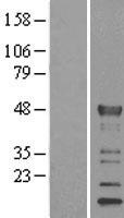 KLF15 Protein - Western validation with an anti-DDK antibody * L: Control HEK293 lysate R: Over-expression lysate