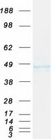 KLF15 Protein - Purified recombinant protein KLF15 was analyzed by SDS-PAGE gel and Coomassie Blue Staining