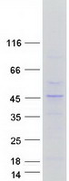 KLF2 Protein - Purified recombinant protein KLF2 was analyzed by SDS-PAGE gel and Coomassie Blue Staining