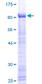 KLF4 Protein - 12.5% SDS-PAGE of human KLF4 stained with Coomassie Blue