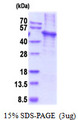 KLF4 Protein