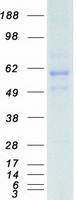 KLF4 Protein - Purified recombinant protein KLF4 was analyzed by SDS-PAGE gel and Coomassie Blue Staining