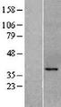 KLF6 Protein - Western validation with an anti-DDK antibody * L: Control HEK293 lysate R: Over-expression lysate