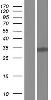 KLF6 Protein - Western validation with an anti-DDK antibody * L: Control HEK293 lysate R: Over-expression lysate