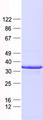 KLF6 Protein