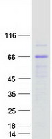KLHDC4 Protein - Purified recombinant protein KLHDC4 was analyzed by SDS-PAGE gel and Coomassie Blue Staining