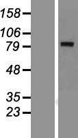 KLHL1 Protein - Western validation with an anti-DDK antibody * L: Control HEK293 lysate R: Over-expression lysate