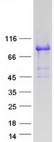 KLHL11 Protein - Purified recombinant protein KLHL11 was analyzed by SDS-PAGE gel and Coomassie Blue Staining