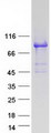 KLHL11 Protein - Purified recombinant protein KLHL11 was analyzed by SDS-PAGE gel and Coomassie Blue Staining